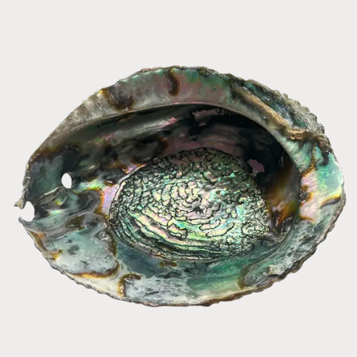 Sacred Abalone Shell